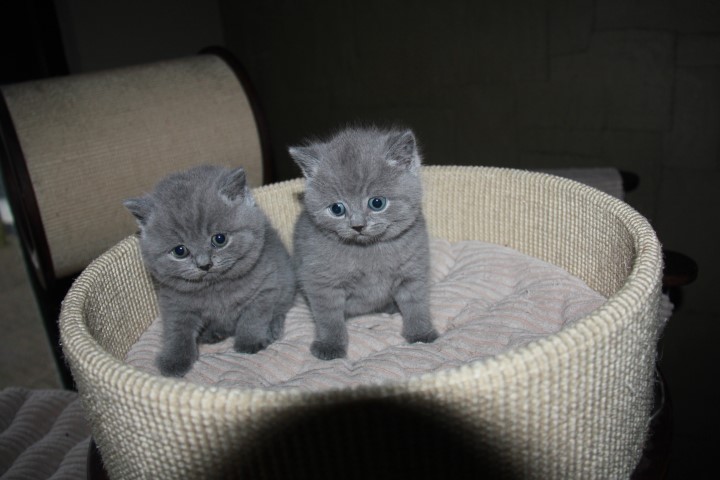 kittens Holly / 