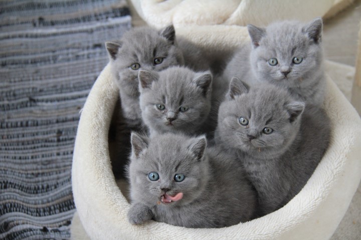 kittens Holly / 