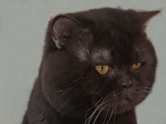 Foto's / kater amber