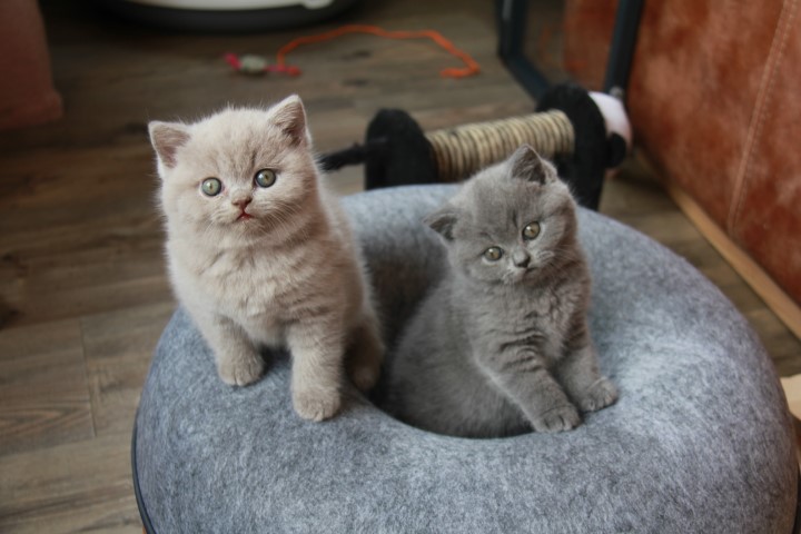 Fleur / Kittens fleur